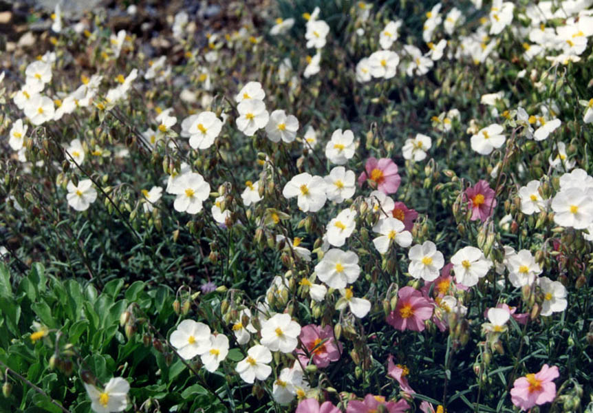 Helianthemum appeninum photo